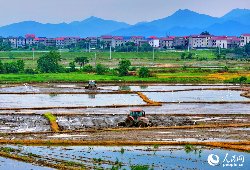 豐城市榮塘鎮北湖村，農機手在翻耕中稻農田，田間地頭一派繁忙。人民網 朱海鵬攝