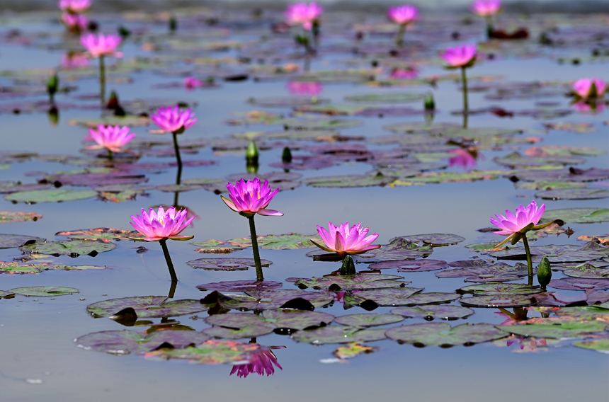 萬載縣康樂街道里泉村睡蓮基地睡蓮花開。鄧龍華攝