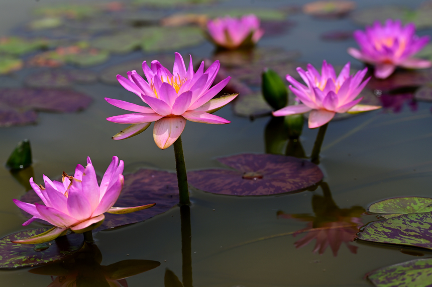 萬載縣康樂街道里泉村睡蓮基地睡蓮花開。鄧龍華攝