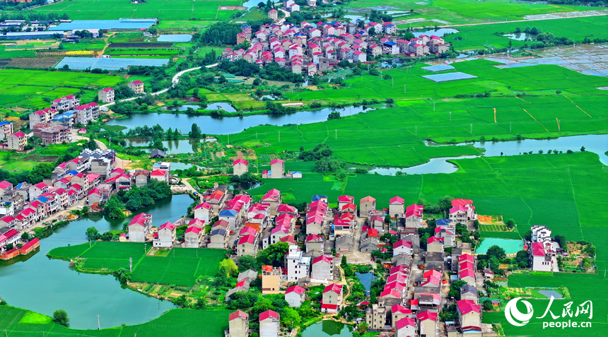 豐城市小港鎮北港村一帶，錯落分布農家房屋與田園、河塘相映成景，構成一幅水潤田疇的和美鄉村畫卷。人民網 朱海鵬攝
