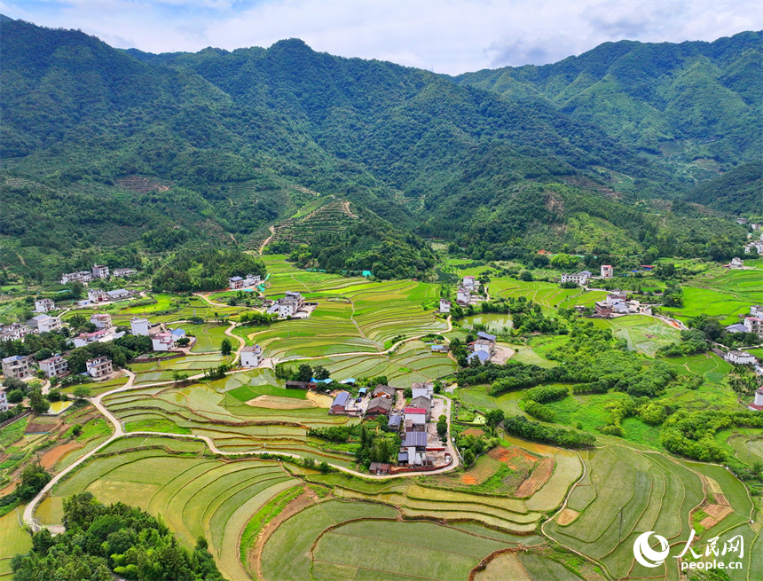 贛州市崇義縣鉛廠鎮穩下村，蓄水翻耕插秧后的梯田與山林、房舍相映成景，呈現出一幅綠意盎然的生態鄉村畫卷。人民網 朱海鵬攝