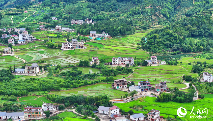 贛州市崇義縣鉛廠鎮穩下村，蓄水翻耕插秧后的梯田與山林、房舍相映成景，呈現出一幅綠意盎然的生態鄉村畫卷。人民網 朱海鵬攝