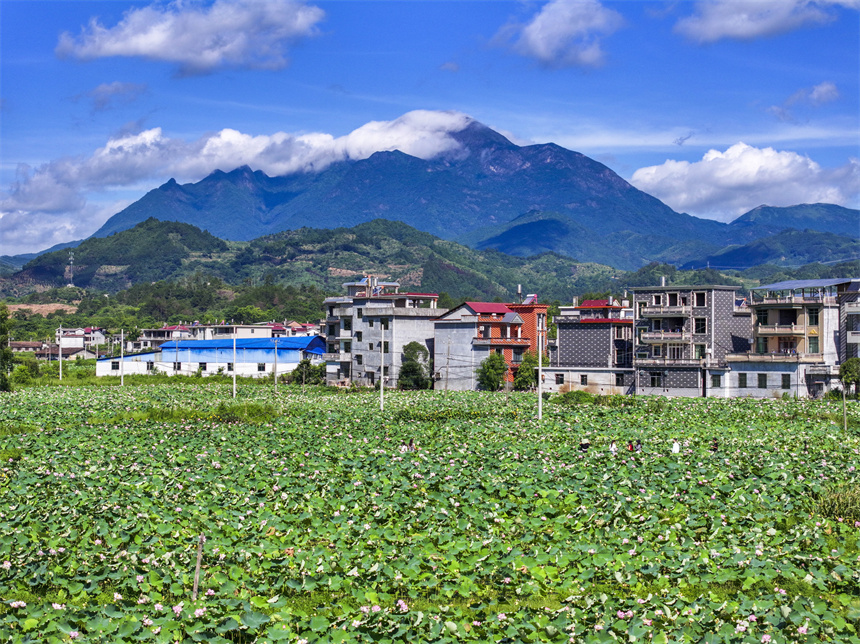 荷花競相綻放，吸引不少市民前來賞花、游玩。謝東攝