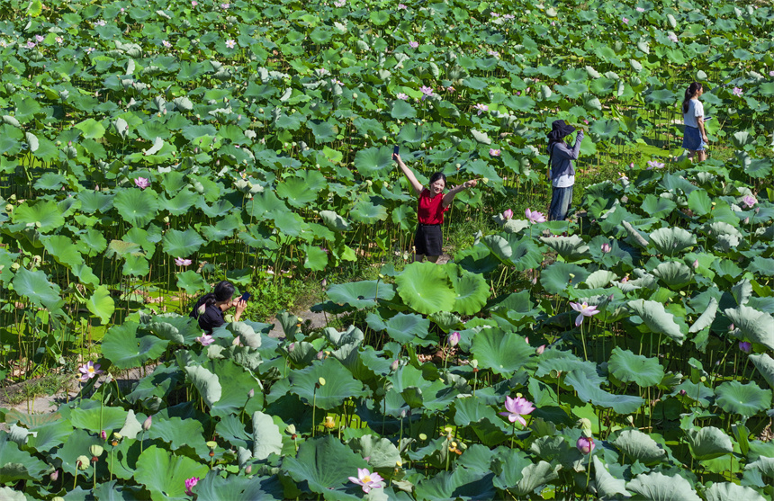 荷花競相綻放，吸引不少市民前來賞花、游玩。謝東攝