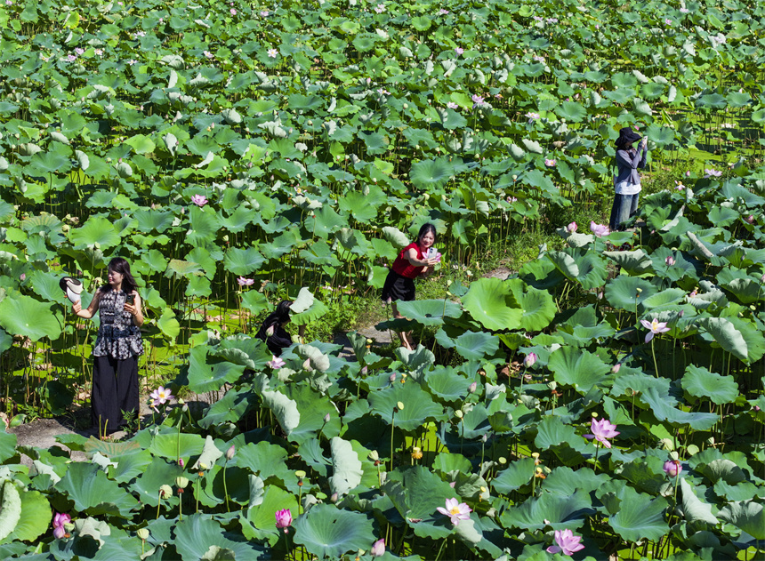 荷花競相綻放，吸引不少市民前來賞花、游玩。謝東攝
