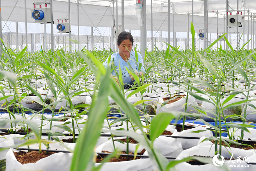 村民正在基地內對生長期的生姜進行管護。人民網記者 時雨攝