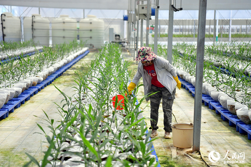 村民正在基地內對生長期的生姜進行管護。人民網記者 時雨攝