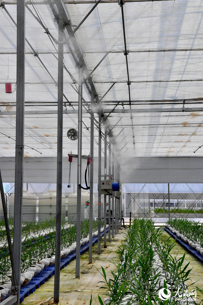 自動噴淋設備正在對生姜進行噴灑澆灌。人民網記者 時雨攝