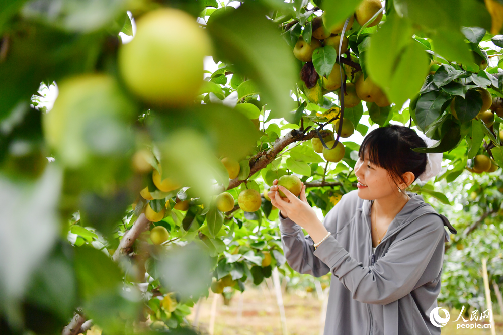 游客們在翠冠梨采摘園體驗采摘的樂趣。人民網記者 時雨攝