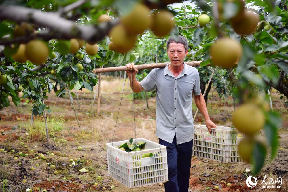 村民將采摘的翠冠梨運出果園供應市場。人民網記者 時雨攝