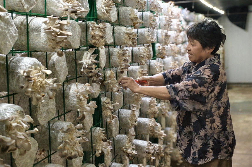 村民們正在采摘成熟的菌菇。人民網記者 時雨攝