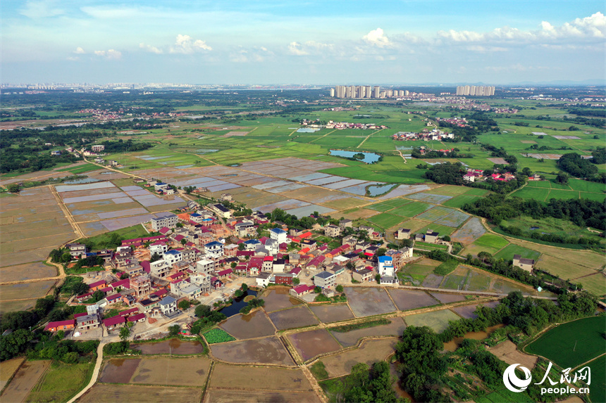 南昌紅谷灘區流湖鎮上房村的夏日田園在航拍鏡頭下呈現生機勃勃的景象。人民網記者 時雨攝