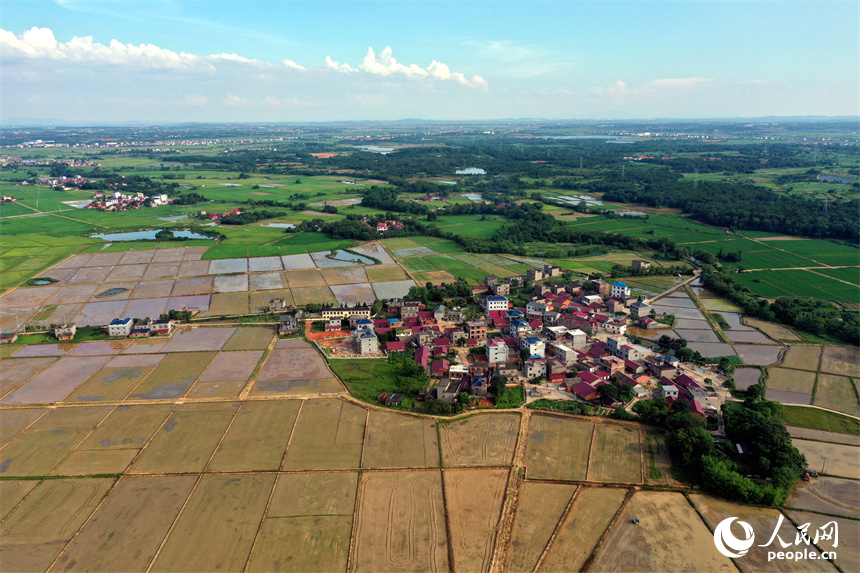 南昌紅谷灘區流湖鎮上房村的夏日田園在航拍鏡頭下呈現生機勃勃的景象。人民網記者 時雨攝