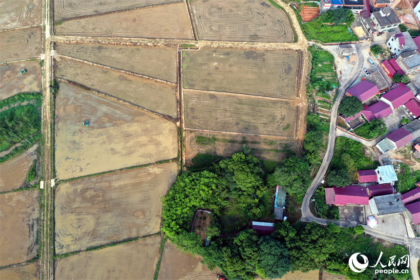 南昌紅谷灘區流湖鎮上房村的夏日田園在航拍鏡頭下呈現生機勃勃的景象。人民網記者 時雨攝