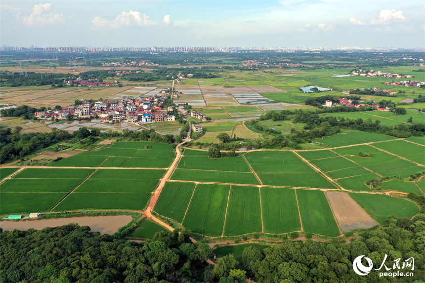 南昌紅谷灘區流湖鎮上房村的夏日田園在航拍鏡頭下呈現生機勃勃的景象。人民網記者 時雨攝