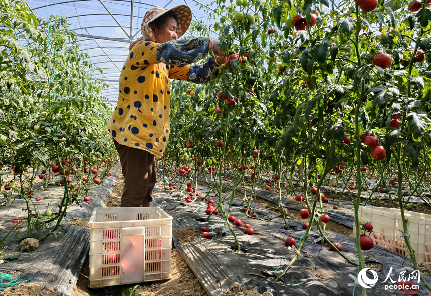 村民正在產業園大棚內采摘番茄。人民網記者 時雨攝