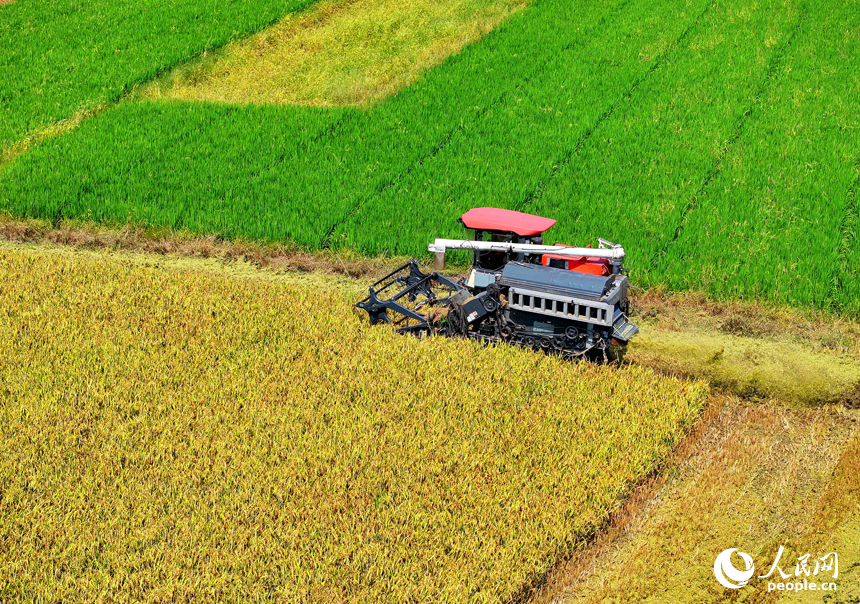 豐城市拖船鎮塘山村，農機手駕駛收割機在田間來回收割早稻。人民網 朱海鵬攝