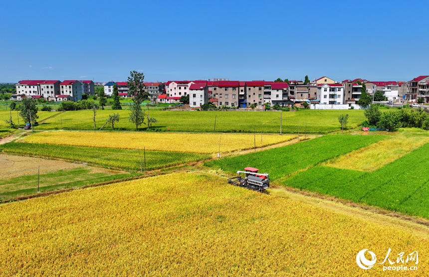 豐城市拖船鎮塘山村，農機手駕駛收割機在田間來回收割早稻。人民網 朱海鵬攝