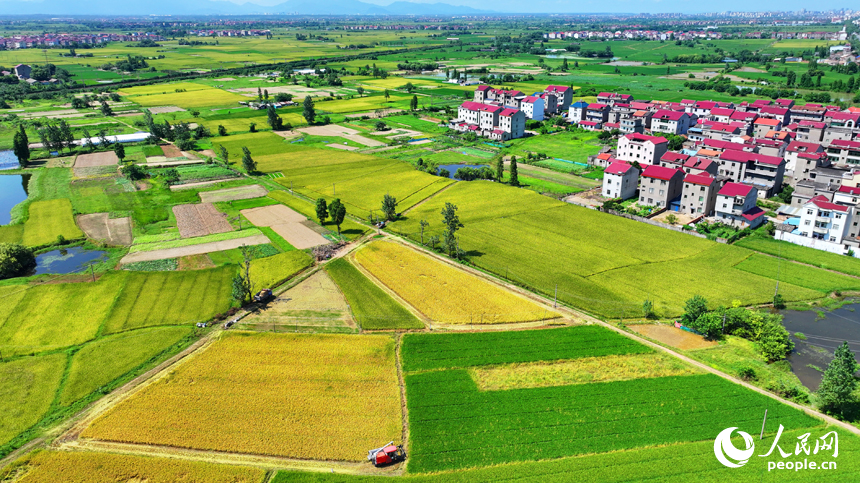 豐城市拖船鎮塘山村，連片的稻田與農房、公路、綠樹相映成景，構成一幅多姿多彩夏日鄉村豐收畫卷。人民網 朱海鵬攝