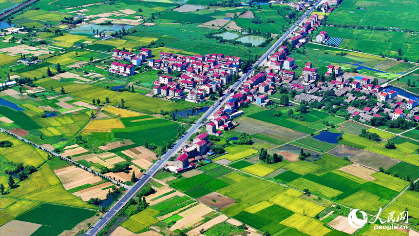 豐城市拖船鎮塘山村，連片的稻田與農房、公路、綠樹相映成景，構成一幅多姿多彩夏日鄉村豐收畫卷。人民網 朱海鵬攝
