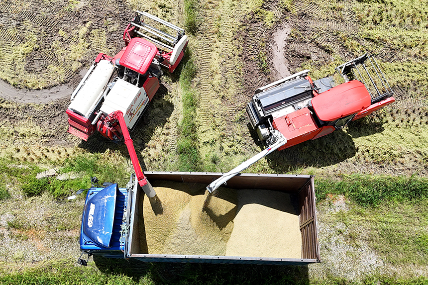 農機手駕駛收割機在收割早稻。