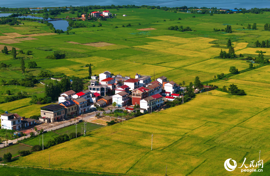 南昌縣幽蘭鎮，早稻逐漸轉黃，與道路、河流及村居構成一幅美麗的夏日田園畫卷。人民網記者 毛思遠攝