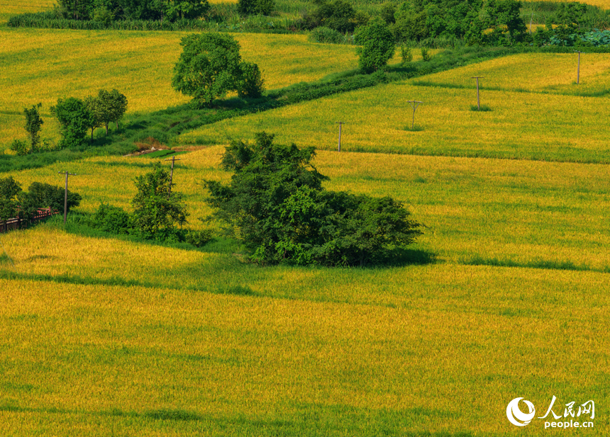 南昌縣幽蘭鎮，早稻逐漸轉黃，與道路、河流及村居構成一幅美麗的夏日田園畫卷。人民網記者 毛思遠攝