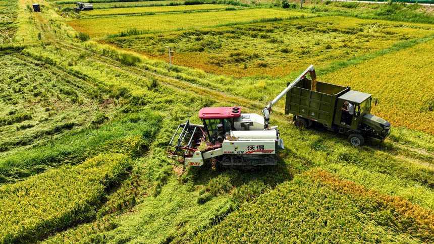 南豐縣市山鎮前山村，農民正駕駛機械收割早稻。李煜祖攝