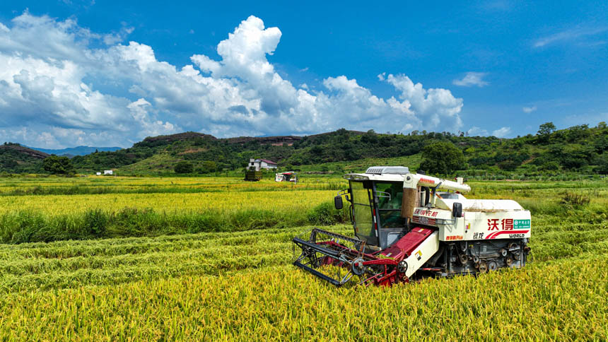 南豐縣市山鎮前山村，農民正駕駛機械收割早稻。李煜祖攝
