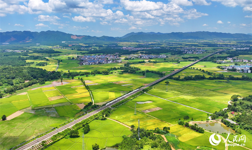 吉安市吉水縣醪橋鎮一帶，高標準農田里種植的早稻由青轉黃，疾馳的列車與遠處鄉村房屋、青山綠樹相映成景。人民網 朱海鵬攝