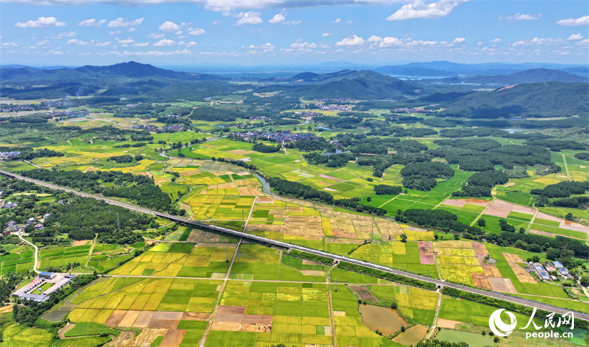 吉安市吉水縣醪橋鎮一帶，高標準農田里種植的早稻由青轉黃，疾馳的列車與遠處鄉村房屋、青山綠樹相映成景。人民網 朱海鵬攝