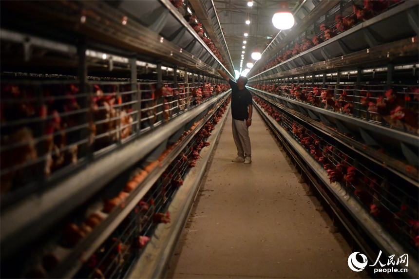 養雞場員工正在查看蛋雞產蛋情況。人民網記者 時雨攝