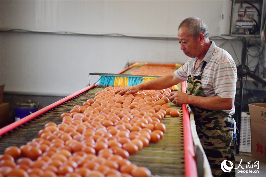 在養雞場就業的村民正在分揀傳輸帶上的雞蛋。人民網記者 時雨攝