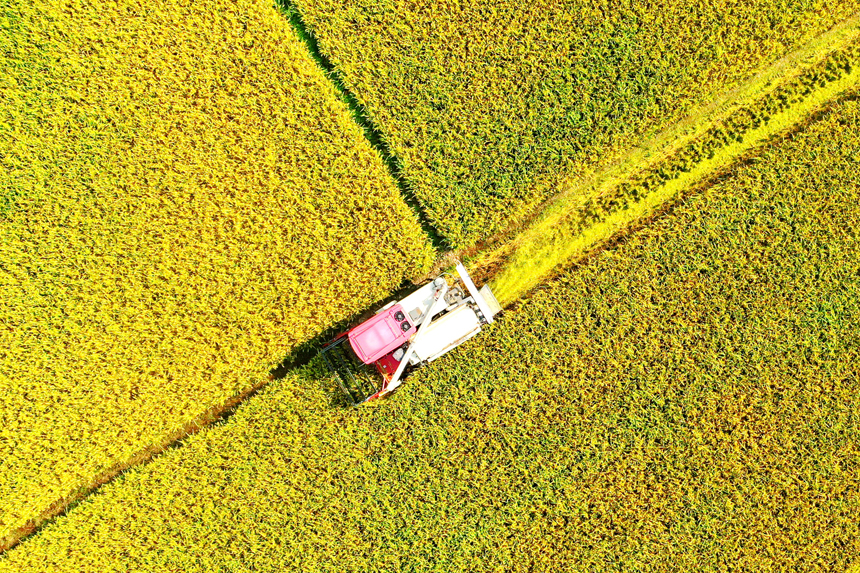 上高縣新界埠鎮洲上村村民在收割早稻。陳旗海攝