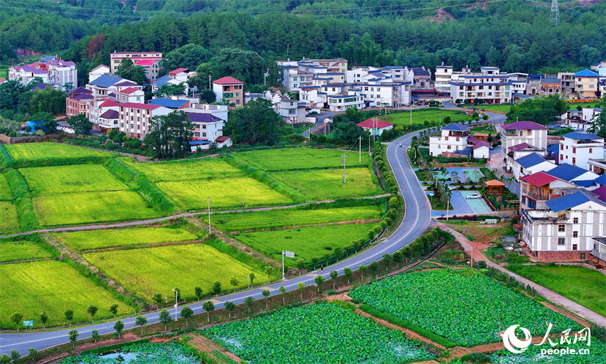 贛州市石城縣琴江鎮前江村，通村道路與村莊、農田、山巒、綠樹相映成趣，構成一幅路暢景美的畫卷。人民網 朱海鵬攝