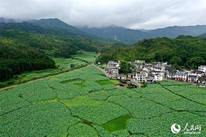 航拍鏡頭下，姚西村的千畝蓮池宛如一幅生動的田園水墨畫。人民網記者 時雨攝