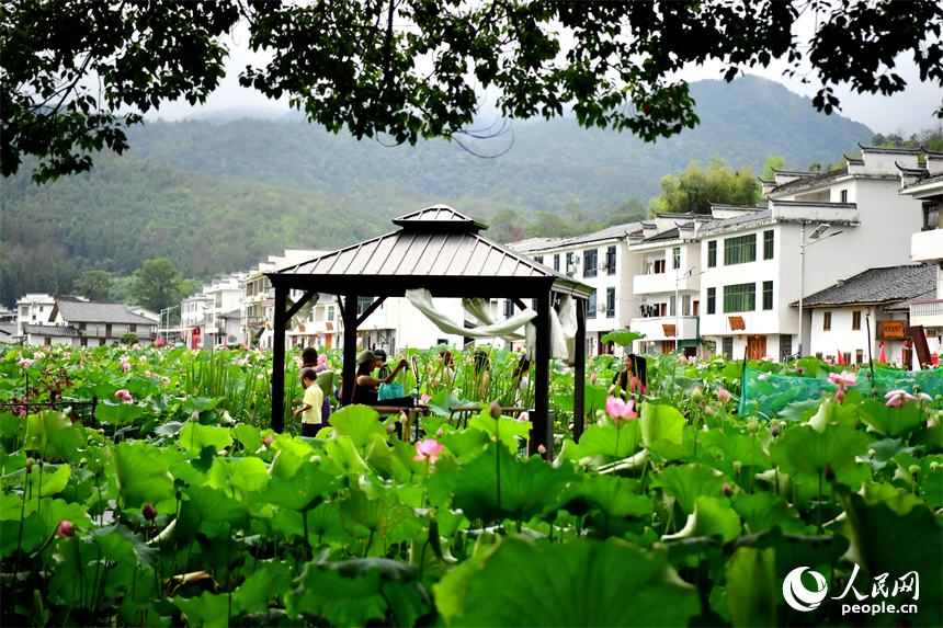 游客們在蓮池內的涼亭賞花打卡。人民網記者 時雨攝