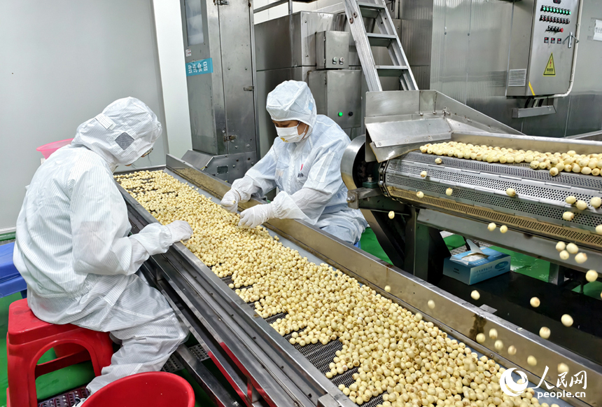 鮮蓮經過剝殼清洗后，工人按照相關標準進行分揀。人民網記者 時雨攝