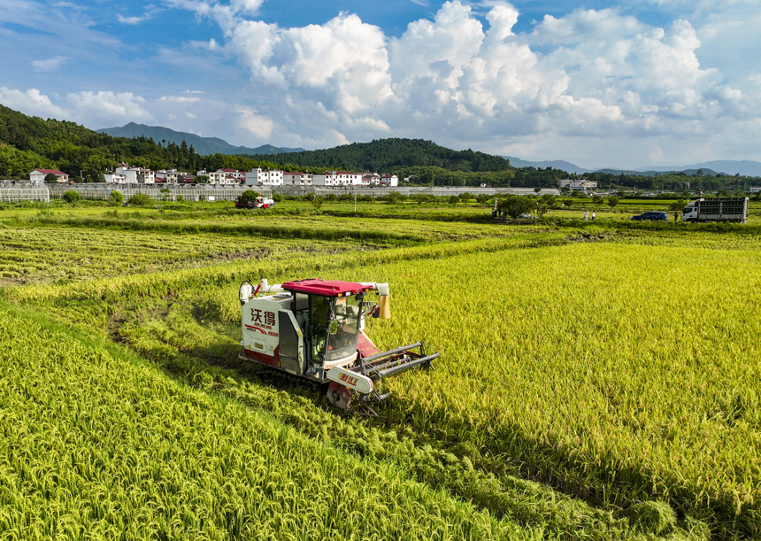 7月15日，江西省撫州市南豐縣太和鎮丹陽村，農機手駕駛收割機收割早稻。謝東攝