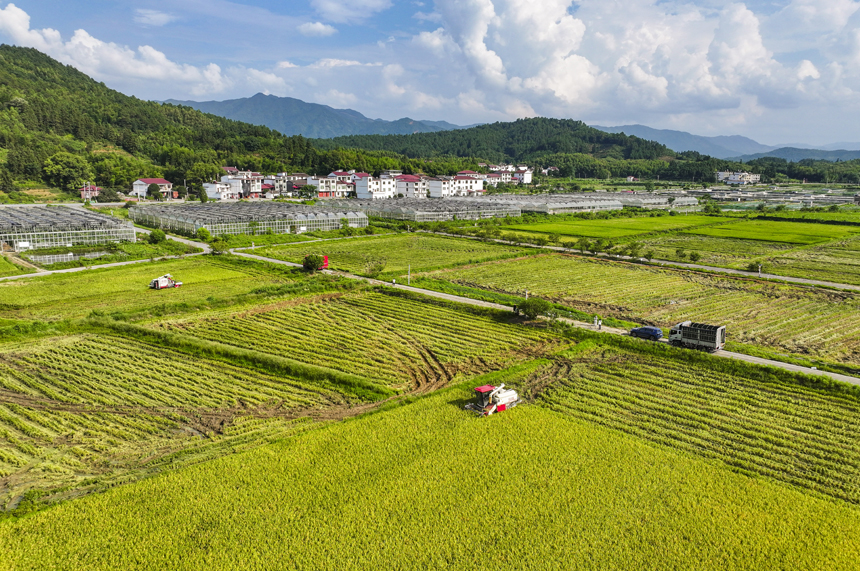 7月15日，江西省撫州市南豐縣太和鎮丹陽村，農機手駕駛收割機收割早稻。謝東攝