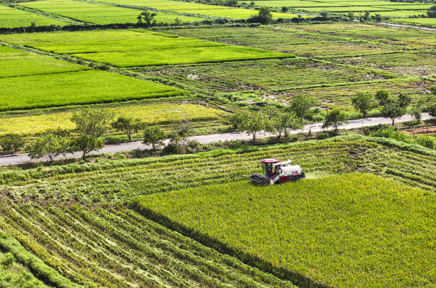 7月15日，江西省撫州市南豐縣太和鎮丹陽村，農機手駕駛收割機收割早稻。謝東攝