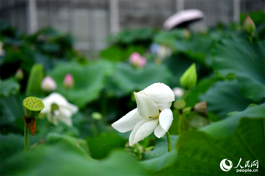 廣昌縣蓮花科技博覽館內盛開的蓮花，雷雨過后沾著雨水的花瓣更顯嬌艷欲滴、潤澤動人。人民網記者 時雨攝