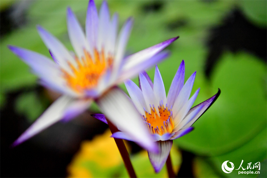 廣昌縣蓮花科技博覽館內盛開著顏色各異的睡蓮。人民網記者 時雨攝