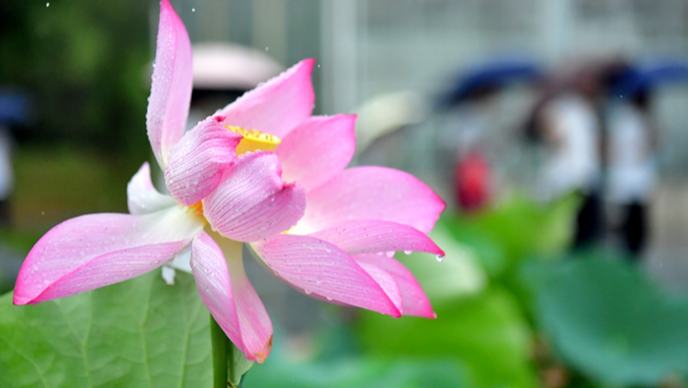  500余種蓮花競相綻放 宛若水彩畫一場雷雨過后，江西省廣昌縣蓮花科技博覽館內盛開的蓮花和睡蓮顯得嬌艷欲滴、潤澤動人，科研人員在蓮池內忙著管護。
