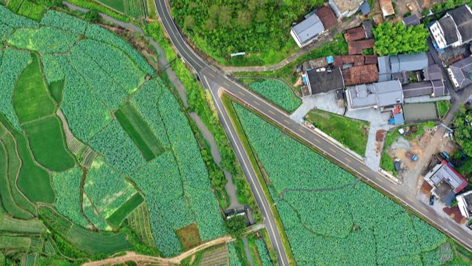  江西廣昌：千畝蓮池繪就夏日畫卷盛夏時節，江西省廣昌縣姚西村的千畝蓮池進入盛花期，航拍鏡頭下，碧綠的荷葉與粉白的蓮花交相輝映。