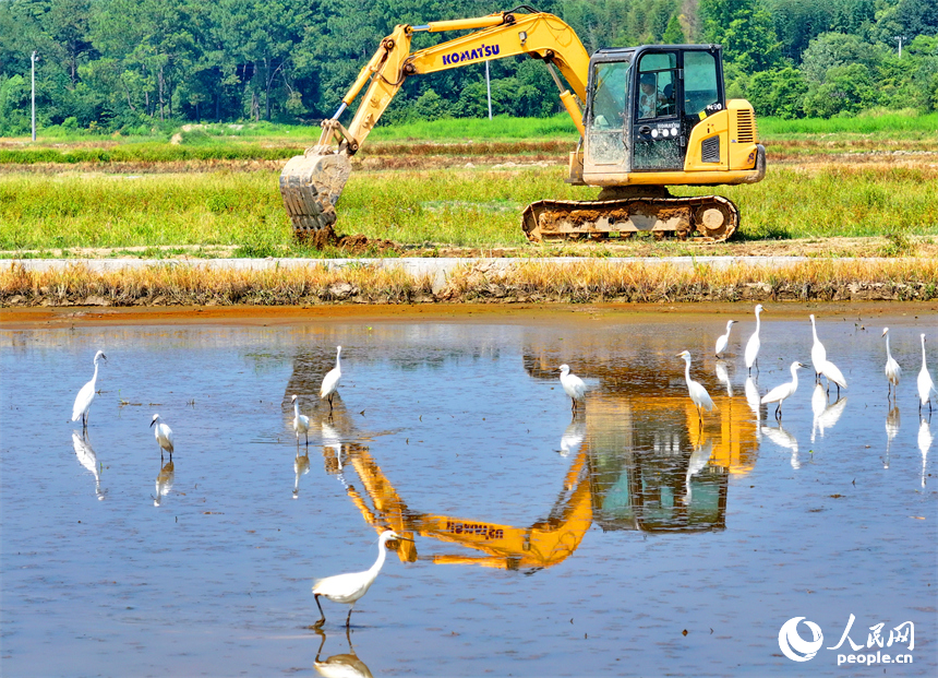 村民駕駛挖掘機在修整高標準農田機耕道，成群的鷺鳥在周邊自由覓食、嬉戲。人民網 朱海鵬攝