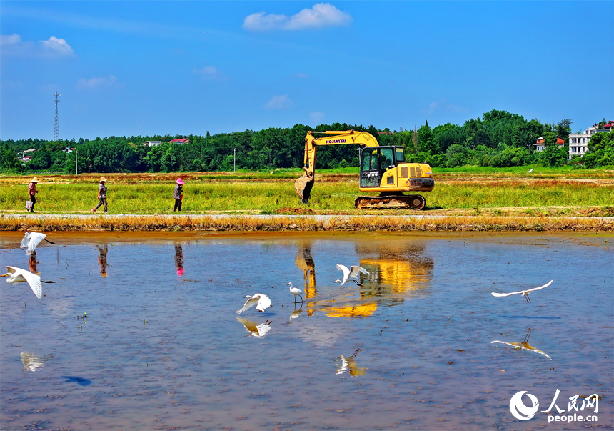 村民駕駛挖掘機在修整高標準農田機耕道，成群的鷺鳥在周邊自由覓食、嬉戲。人民網 朱海鵬攝