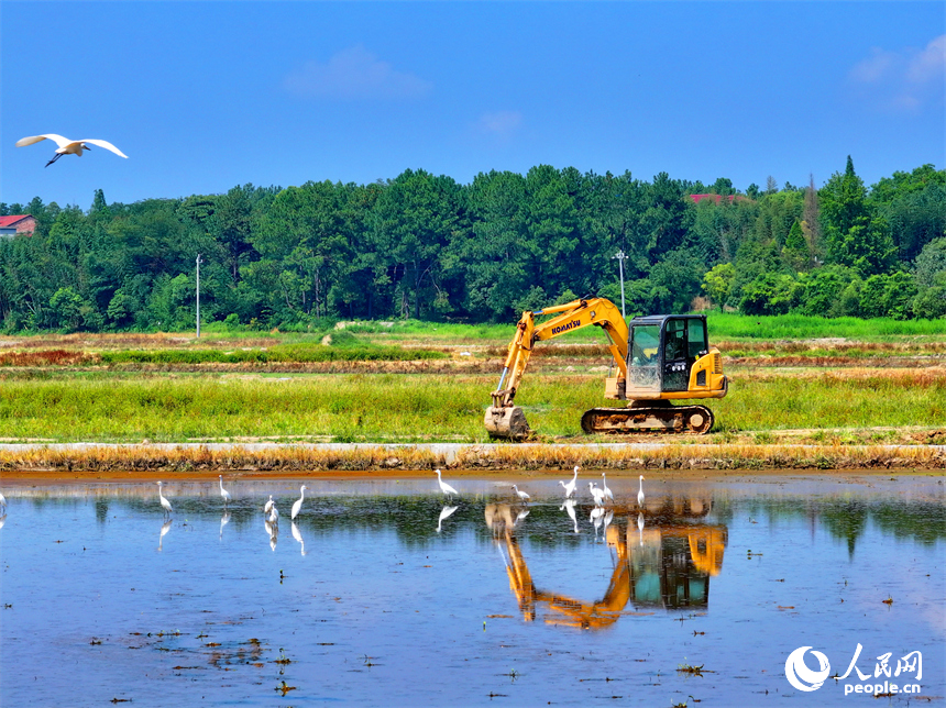 村民駕駛挖掘機在修整高標準農田機耕道，成群的鷺鳥在周邊自由覓食、嬉戲。人民網 朱海鵬攝