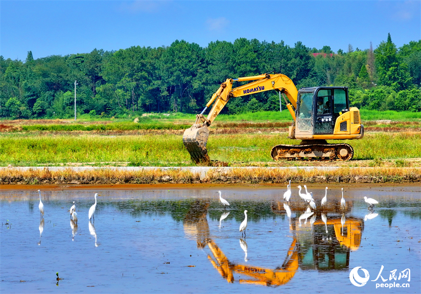 村民駕駛挖掘機在修整高標準農田機耕道，成群的鷺鳥在周邊自由覓食、嬉戲。人民網 朱海鵬攝