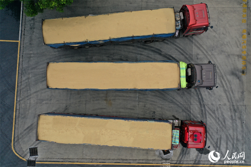 位于共青城市的中儲糧九江直屬庫的糧庫外有序停放著運糧車。人民網記者 時雨攝